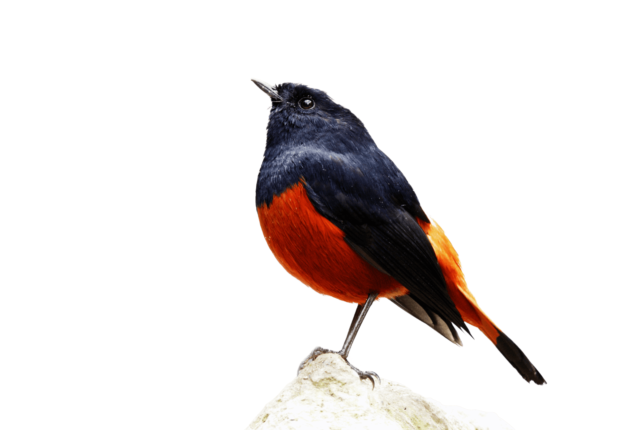bird